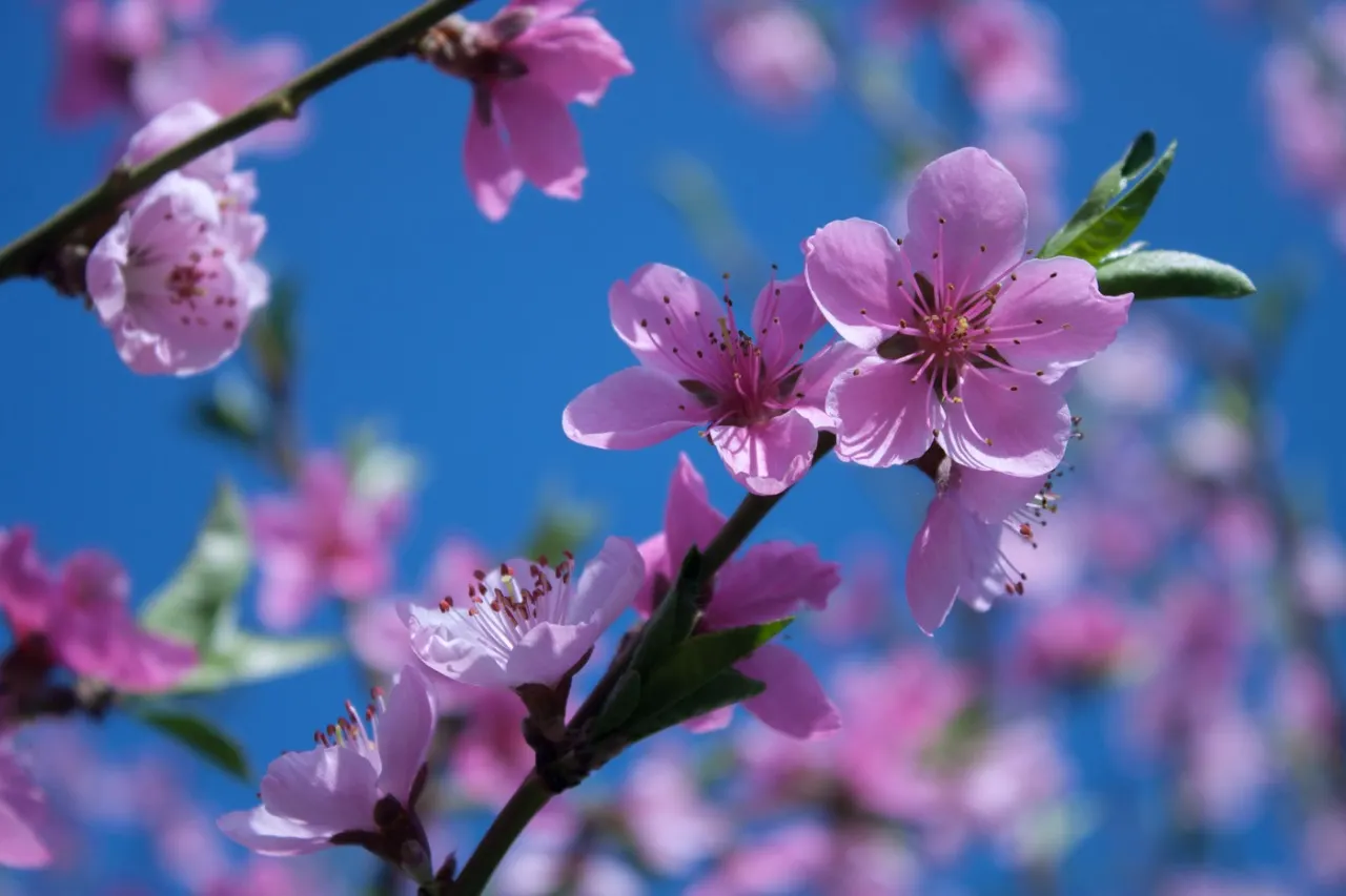 С наступающими майскими праздниками!