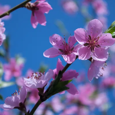 С наступающими майскими праздниками!